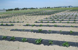 field trial of biodegradable plastic mulch at WSU Northwest Research and Extension Center