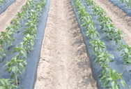 pepper plants on biodegradable plastic mulch