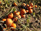 harvested pumpkins