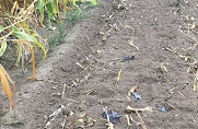 Tilled in biodegradable plastic mulch